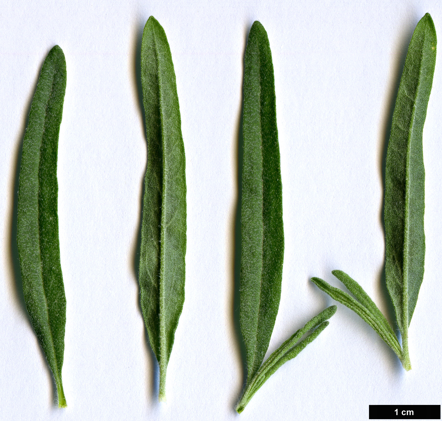 High resolution image: Family: Amaranthaceae - Genus: Krascheninnikovia - Taxon: ceratoides - SpeciesSub: subsp. lanata